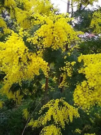 Climatise Ile Oleron Mimosas Dom wakacyjny Saint-Trojan-les-Bains